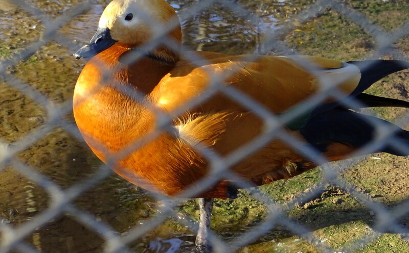 Ruddy Shelduck at Sakkarbaugh Zoo in Junagadh, Gujarat, India