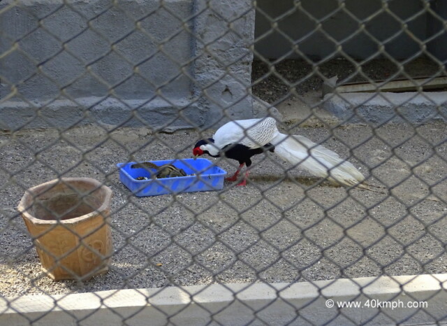 Silver Pheasant at Sakkarbaug Zoo in Junagadh, Gujarat, India