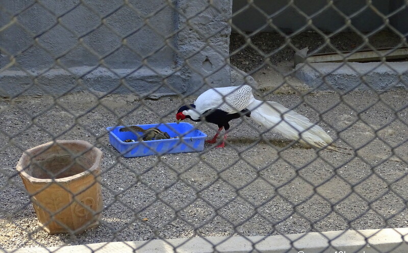Silver Pheasant at Sakkarbaug Zoo in Junagadh, Gujarat, India