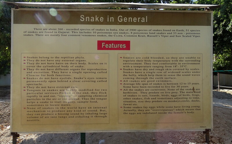 Snake in General and its Features