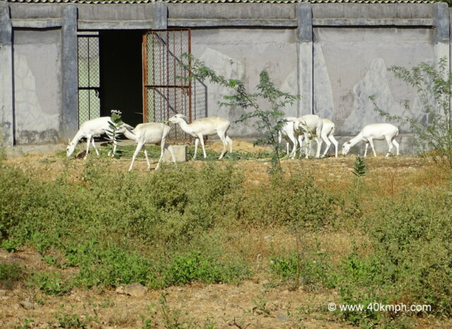 White Buck at Sakkar Baug Zoo in Junagadh, Gujarat, India