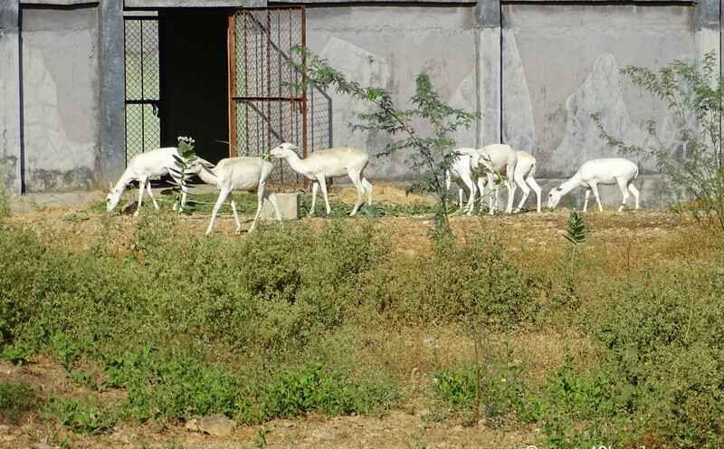 White Buck at Sakkar Baug Zoo in Junagadh, Gujarat, India