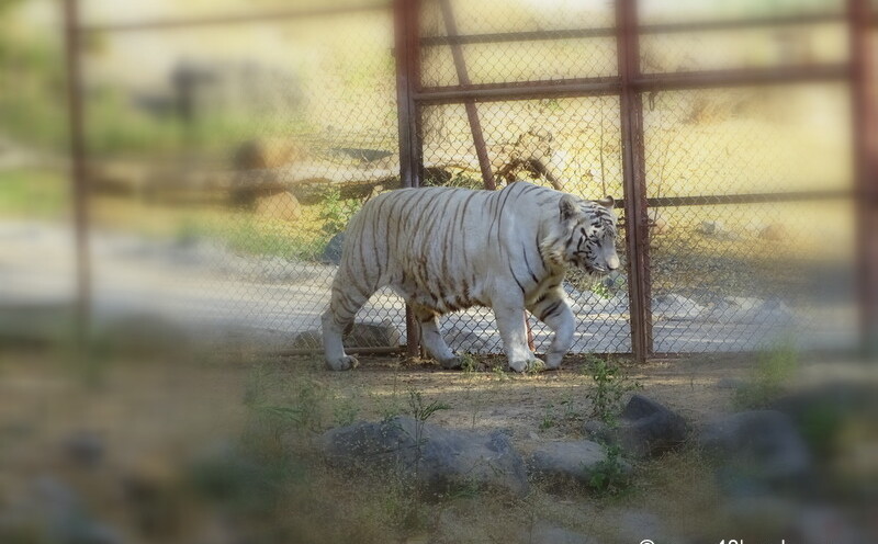 White Tiger at Sakkarbaug Zoo in Junagadh, Gujarat, India