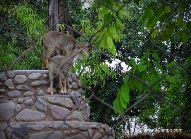 Goral at Chhatbir Zoo (Chandigarh-Patiala Road, Punjab, India)