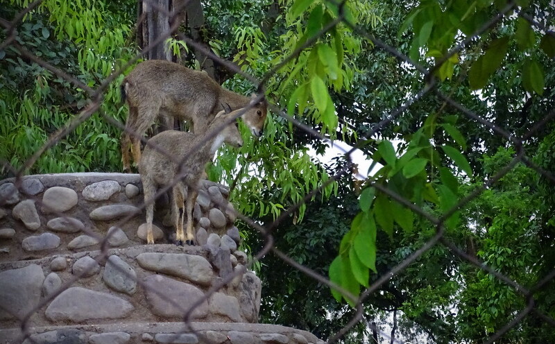 Goral at Chhatbir Zoo (Chandigarh-Patiala Road, Punjab, India)