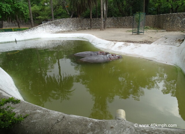 Hippopotamus at Chhatbir Zoo (Chandigarh-Patiala Road, Punjab, India)