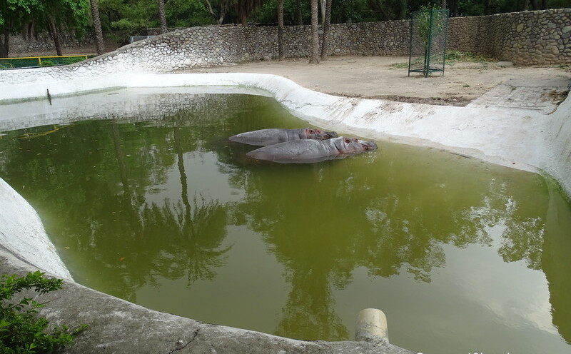 Hippopotamus at Chhatbir Zoo (Chandigarh-Patiala Road, Punjab, India)