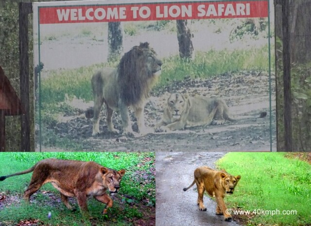 Lion Safari at Chhatbir Zoo, Chandigarh-Patiala Road, Punjab, India