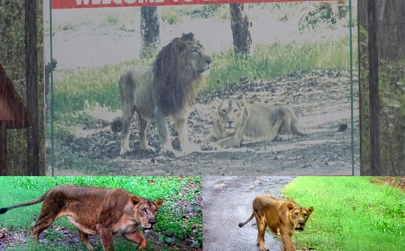 Lion Safari at Chhatbir Zoo, Chandigarh-Patiala Road, Punjab, India