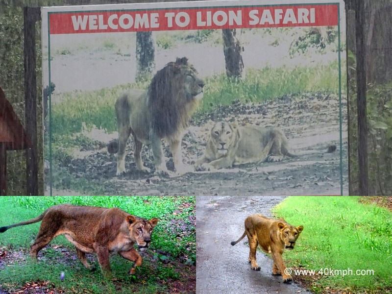 Lion Safari in Chhatbir Zoo – The Best Attraction