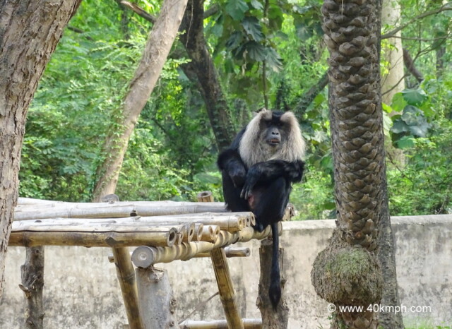 Lion Tailed Macaque at Chhatbir Zoo (Chandigarh-Patiala Road, Punjab, India)