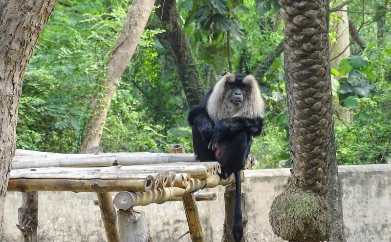 Lion Tailed Macaque at Chhatbir Zoo (Chandigarh-Patiala Road, Punjab, India)
