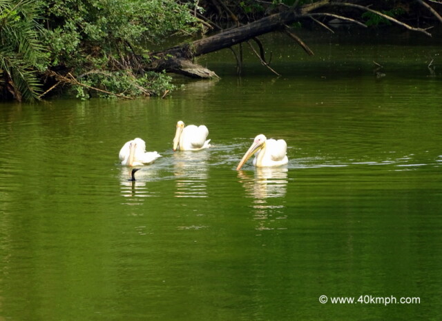 Rosy Pelican at Chhatbir Zoo (Chandigarh-Patiala Road, Punjab, India)