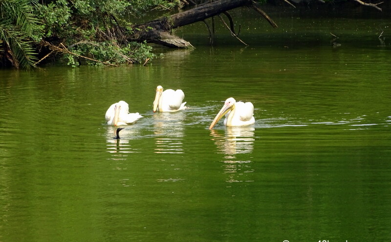 Rosy Pelican at Chhatbir Zoo (Chandigarh-Patiala Road, Punjab, India)