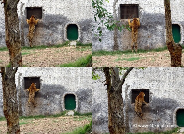 Royal Bengal Tiger Peeking through Window at Chhatbir Zoo (Chandigarh-Patiala Road, Punjab, India)