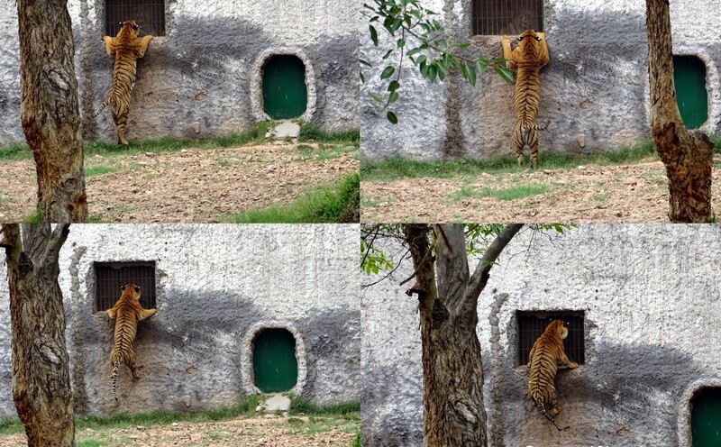 Royal Bengal Tiger Peeking through Window at Chhatbir Zoo (Chandigarh-Patiala Road, Punjab, India)