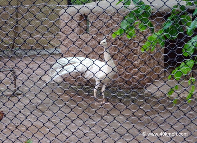 White Indian Peafowl at Chhatbir Zoo (Chandigarh-Patiala Road, Punjab, India)