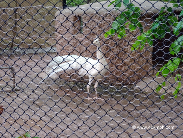 White Indian Peafowl at Chhatbir Zoo (Chandigarh-Patiala Road, Punjab)