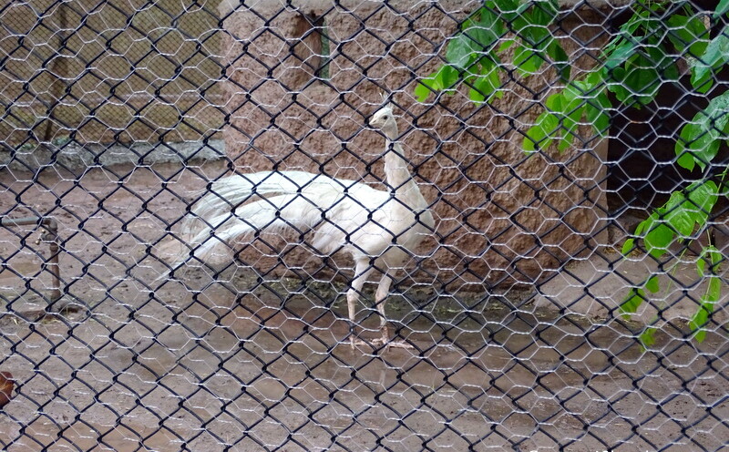 White Indian Peafowl at Chhatbir Zoo (Chandigarh-Patiala Road, Punjab, India)