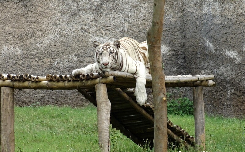 White Tiger Resting in Chhatbir Zoo (Chandigarh-Patiala Road, Punjab, India)