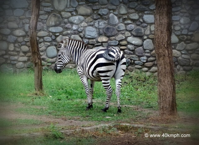 Zebra at Chhatbir Zoo (Chandigarh-Patiala Road, Punjab, India)