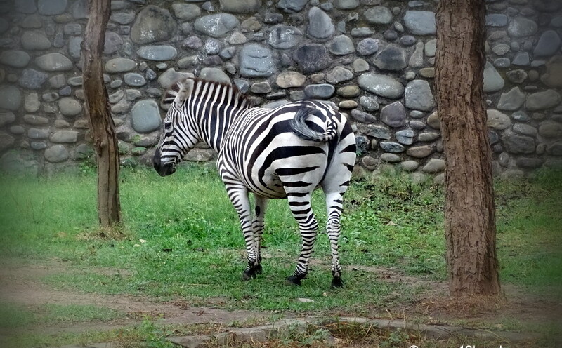 Zebra at Chhatbir Zoo (Chandigarh-Patiala Road, Punjab, India)