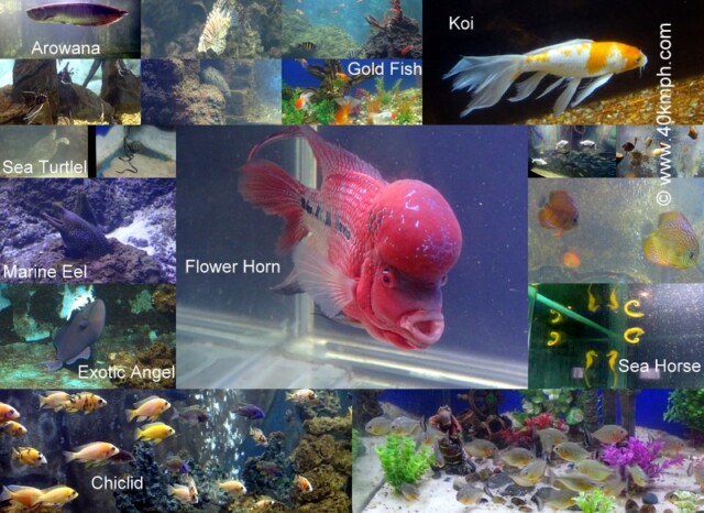 Taraporevala Aquarium, Marine Drive, Mumbai, Maharashtra, India