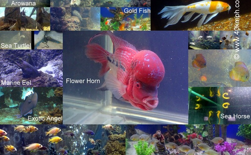 Taraporevala Aquarium, Marine Drive, Mumbai, Maharashtra, India