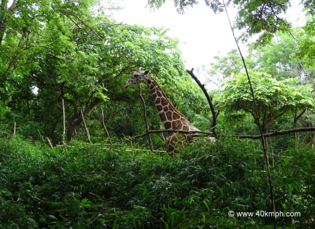 Giraffe at NANDANKANAN Zoological Park, Bhubaneshwar, Odisha, India
