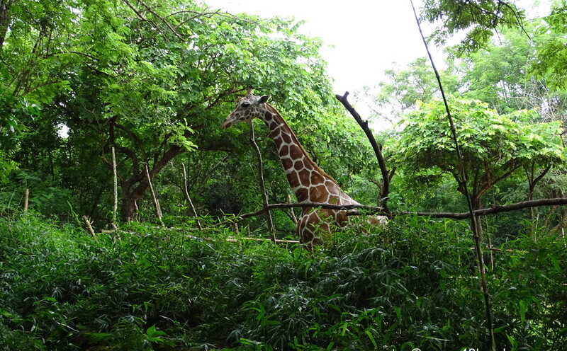 Giraffe at NANDANKANAN Zoological Park, Bhubaneshwar, Odisha, India