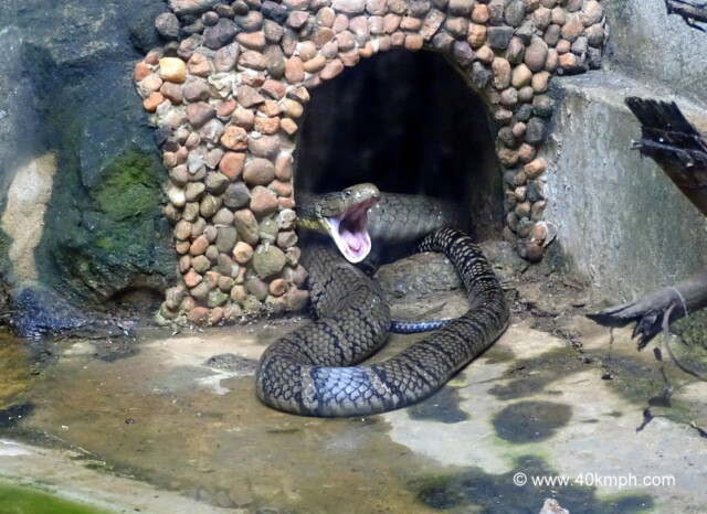 King Cobra at NANDANKANAN Zoological Park, Bhubaneshwar, Odisha, India