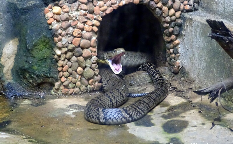 King Cobra at NANDANKANAN Zoological Park, Bhubaneshwar, Odisha, India
