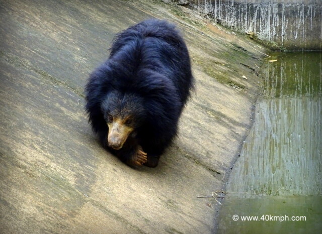 Sloth Bear at NANDANKANAN Zoological Park, Bhubaneshwar, Odisha, India