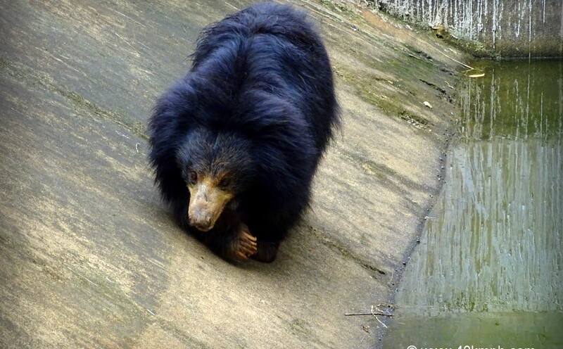 Sloth Bear at NANDANKANAN Zoological Park, Bhubaneshwar, Odisha, India