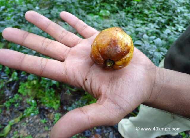Coorg Vinegar Tree Fruit also known as Kachampuli at Club Mahindra in Madikeri, Karnataka, India