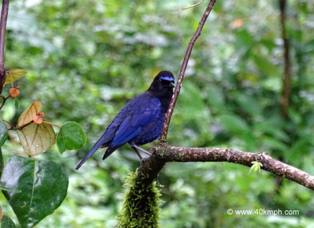 Malabar Whistling Thrush at Club Mahindra in Madikeri, Karnataka, India