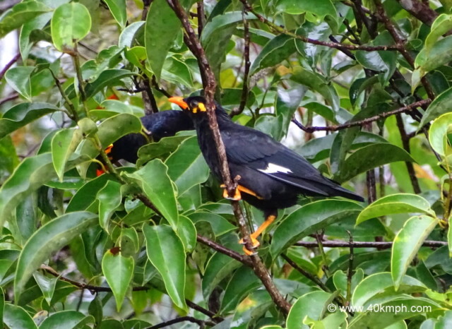 Southern Hill Myna at Club Mahindra in Madikeri, Karnataka, India
