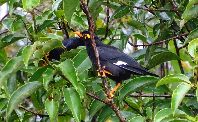 Southern Hill Myna at Club Mahindra in Madikeri, Karnataka, India