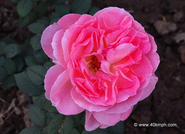 Comtesse De Provence