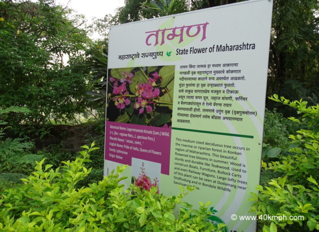 Deciduous Tree - State Flower of Maharashtra