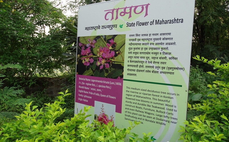Deciduous Tree - State Flower of Maharashtra