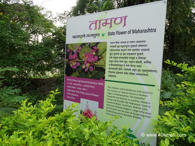 Deciduous Tree – State Flower of Maharashtra