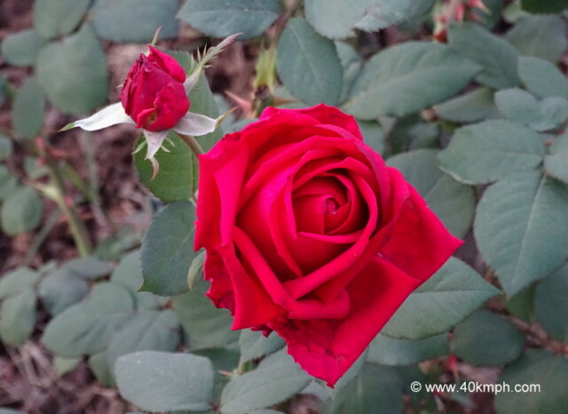 Klaus Rose for Love & Romance