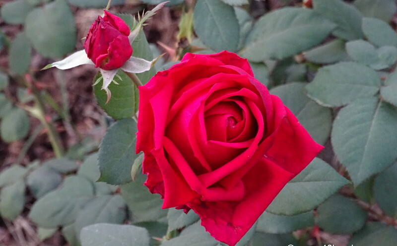 Klaus Rose for Love & Romance