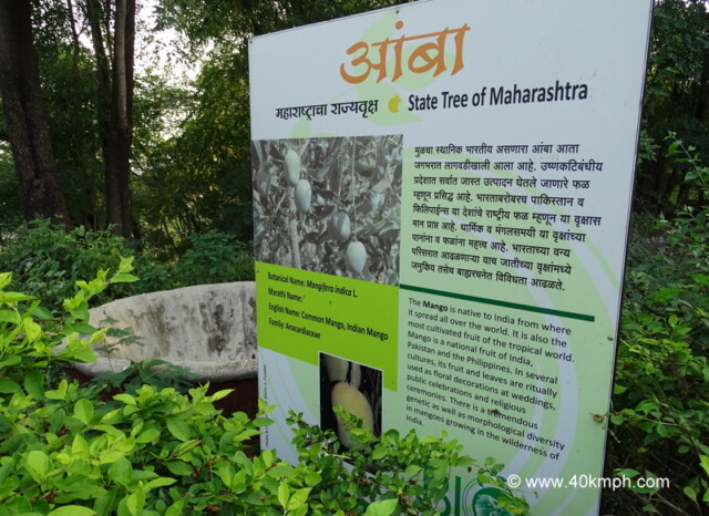 Mango - State Tree of Maharashtra
