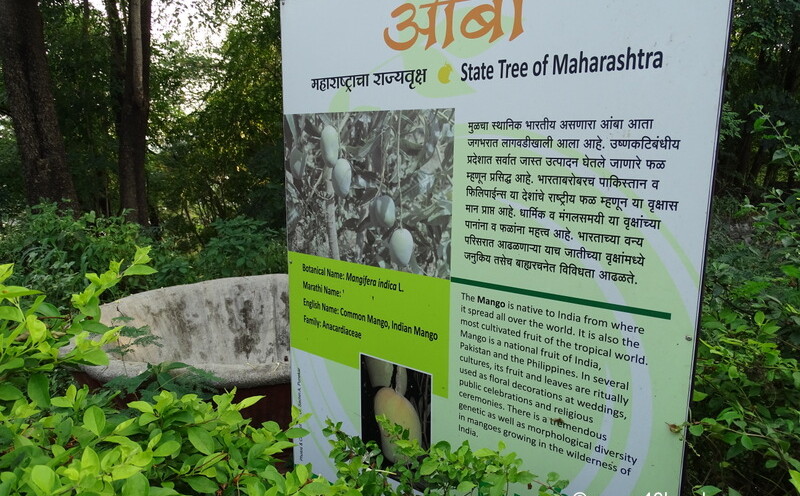 Mango - State Tree of Maharashtra