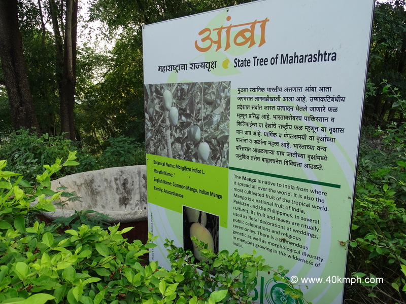 Mango – State Tree of Maharashtra