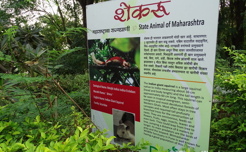 The Indian Giant Squirrel - State Animal of Maharashtra