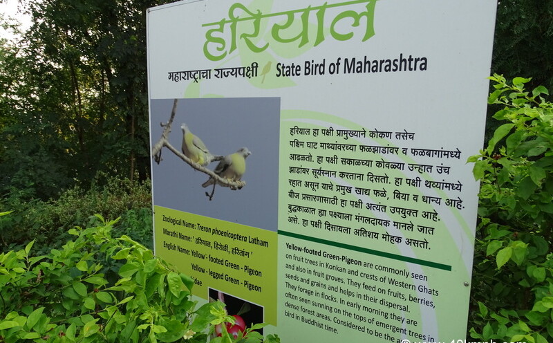 Yellow-footed Green Pigeon - State Bird of Maharashtra