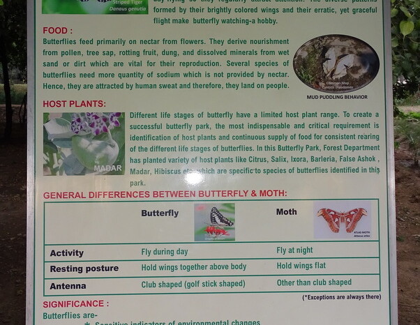 An Introduction to Butterflies